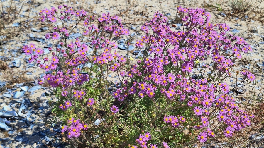 0 Bedroom Property for Sale in Velddrif Western Cape